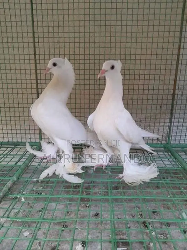 Fancy Pigeons