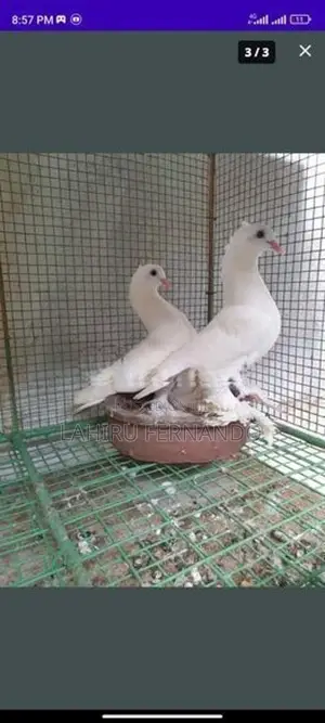 Fancy Pigeons