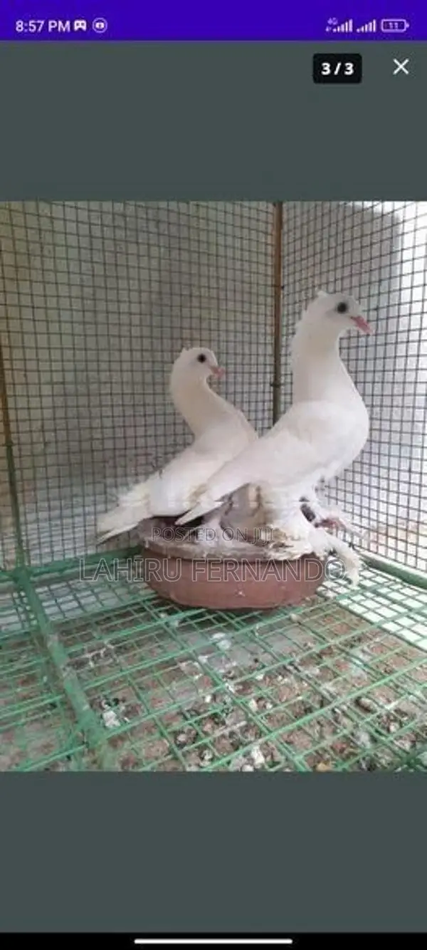 Fancy Pigeons