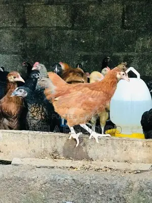 ගම් කිකිළි පැටවුන්