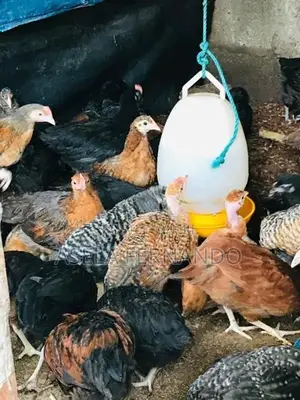 ගම් කිකිළි පැටවුන්