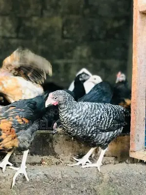 ගම් කිකිළි පැටවුන්