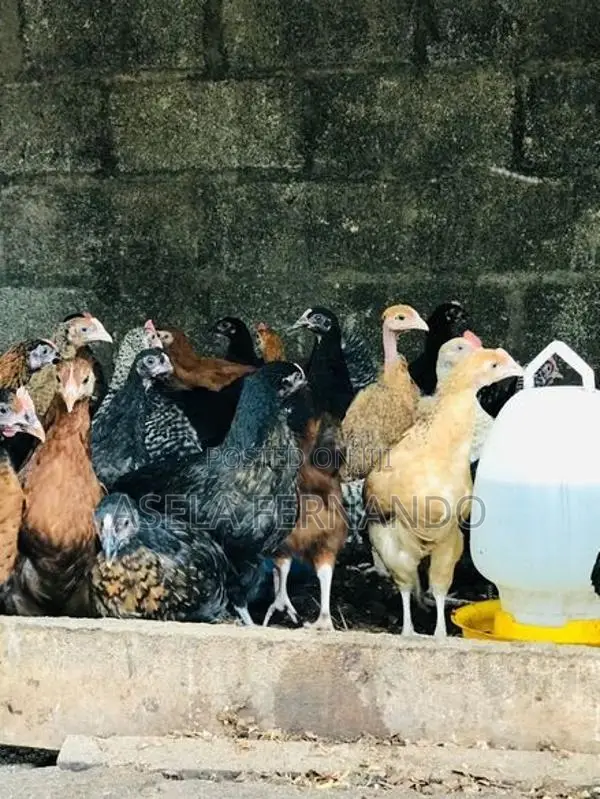 ගම් කිකිළි පැටවුන්