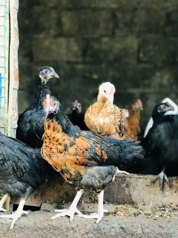 ගම් කිකිළි පැටවුන්