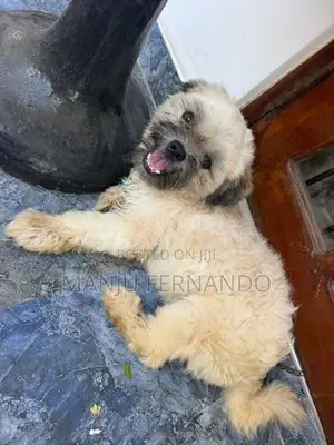 Shtzu
