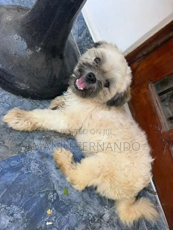 Shtzu