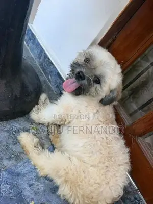 Shtzu