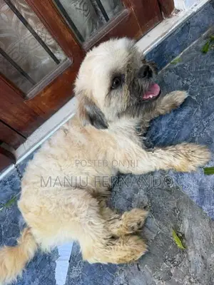 Shtzu