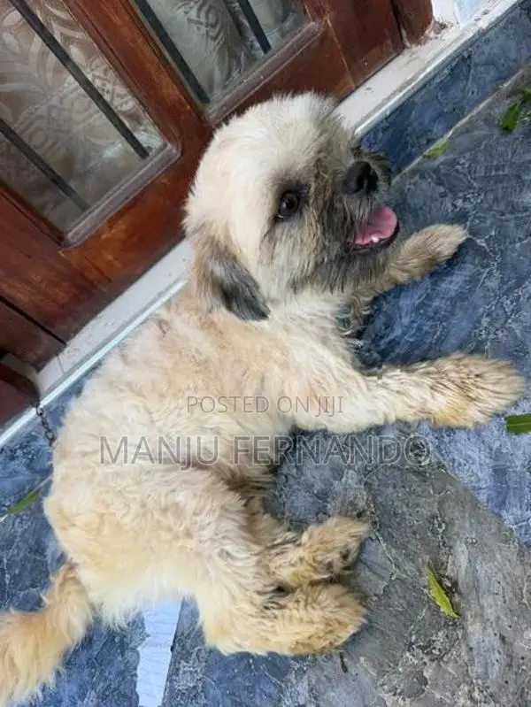 Shtzu