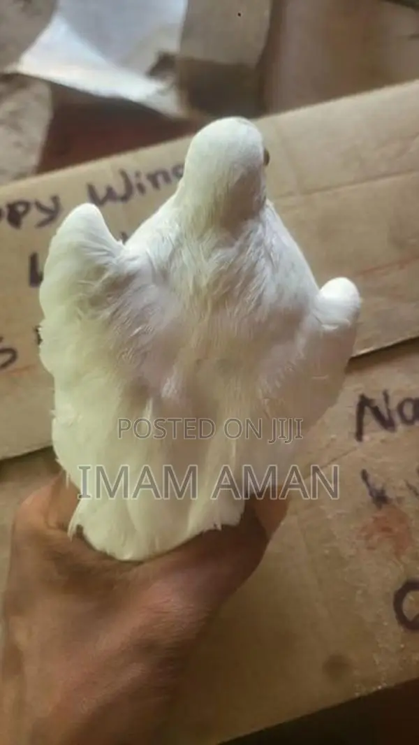 Pigeon Brown with White Pied Tumbler