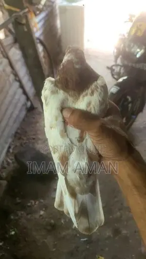 Pigeon Brown with White Pied Tumbler