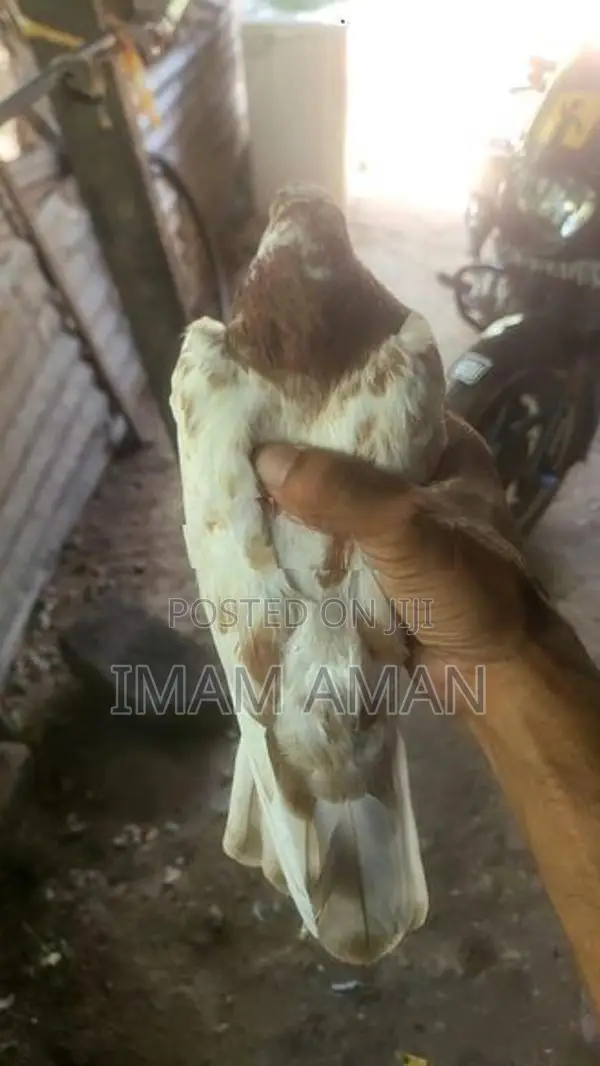 Pigeon Brown with White Pied Tumbler