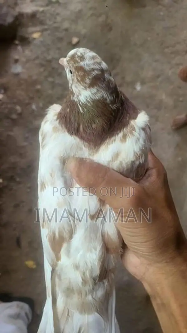Pigeon Brown with White Pied Tumbler