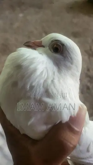 Pigeon Brown with White Pied Tumbler