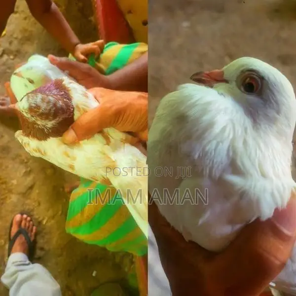 Pigeon Brown with White Pied Tumbler
