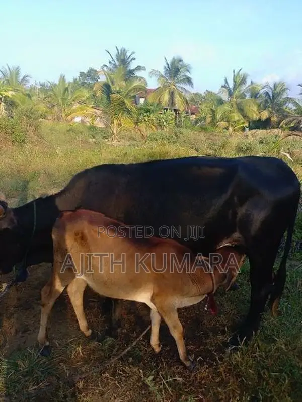 Farm Cow