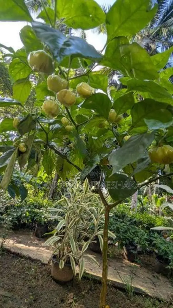 නයි මිරිස් පැල