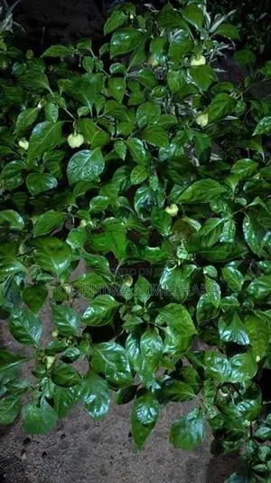 නයි මිරිස් පැල