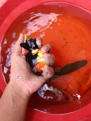 Gold Fish