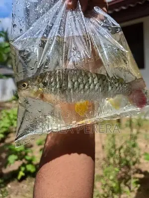 Gold Fish