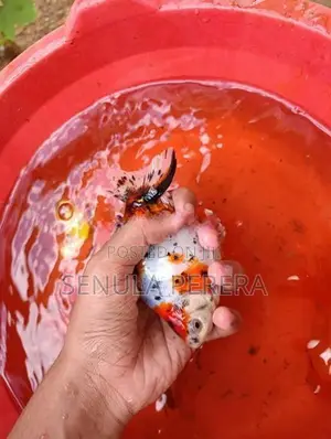 Gold Fish