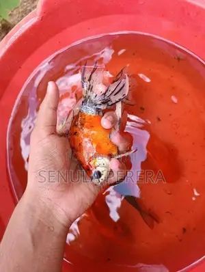 Gold Fish