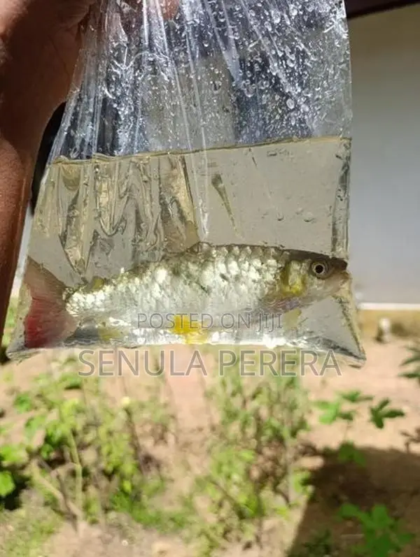 Gold Fish