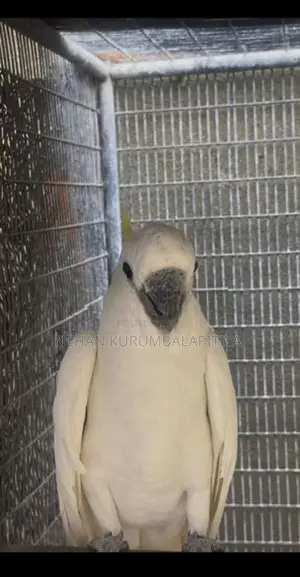 Greater Sulfar Cockatoo.