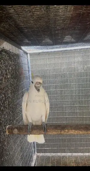 Greater Sulfar Cockatoo.