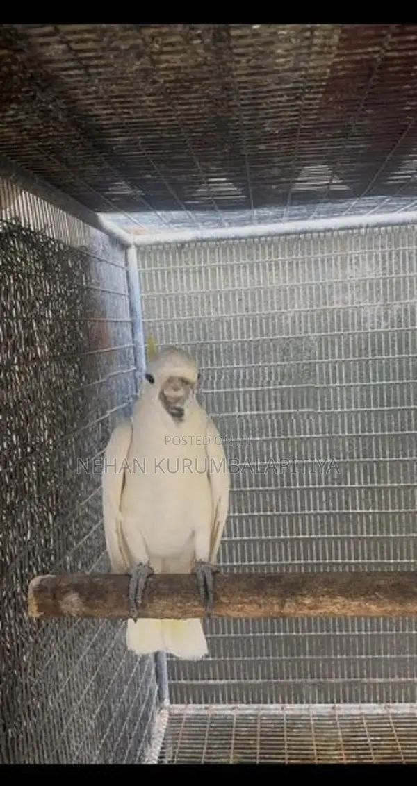 Greater Sulfar Cockatoo.