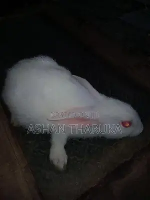 හා පැටව් .