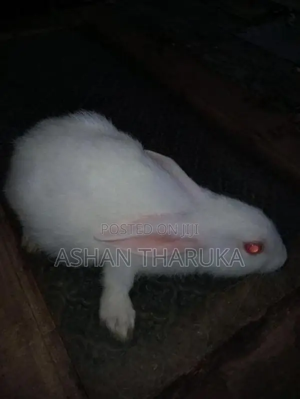 හා පැටව් .
