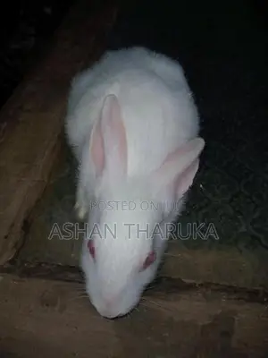 හා පැටව් .
