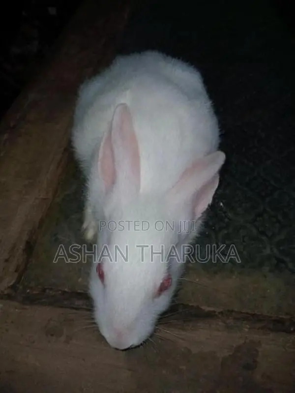 හා පැටව් .