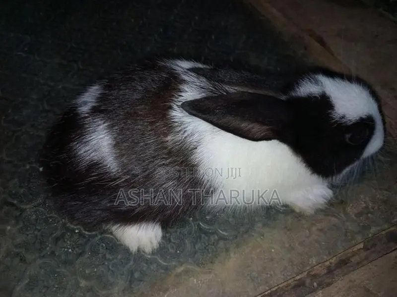 හා පැටව් .
