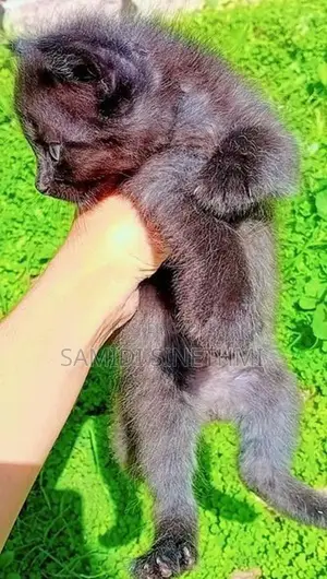 Himalayan Cat