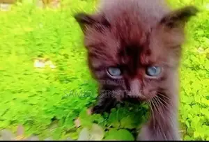 Himalayan Cat