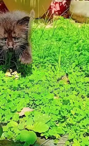 Himalayan Cat