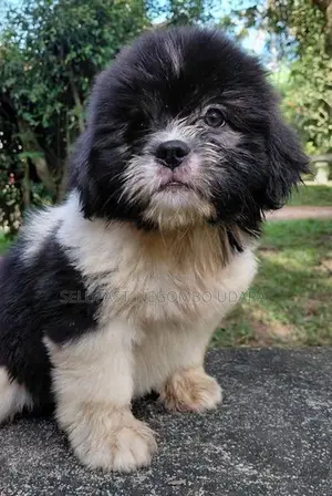 Shih Tzu Puppies
