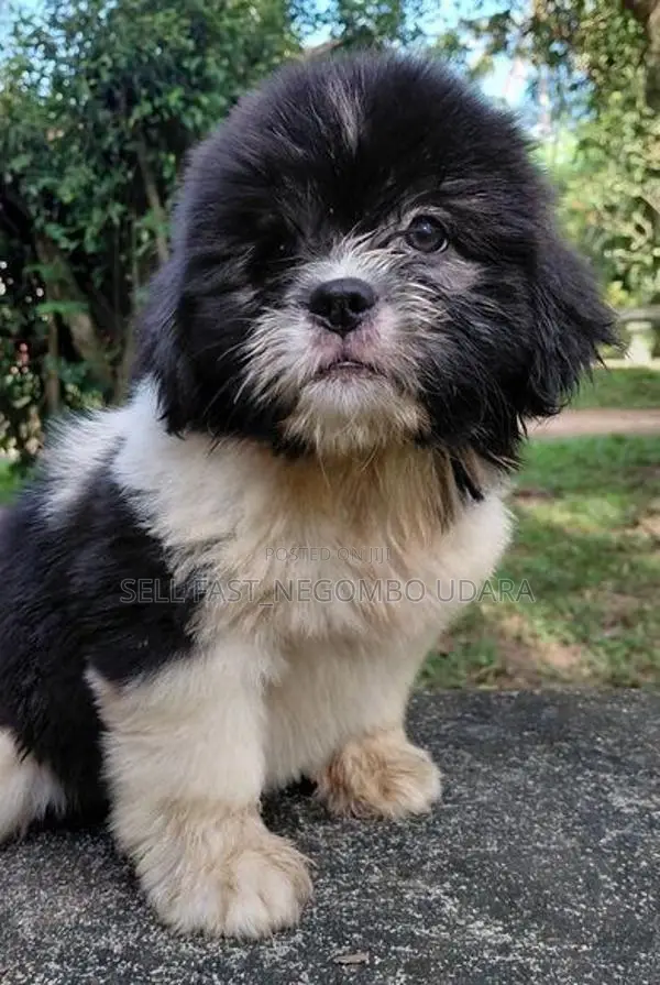 Shih Tzu Puppies
