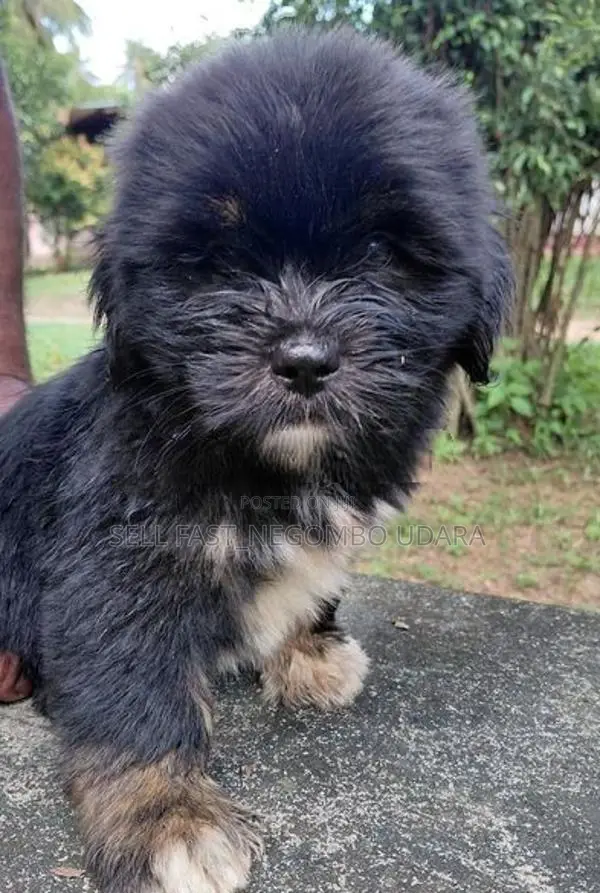 Shih Tzu Puppies