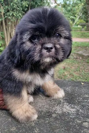 Shih Tzu Puppies