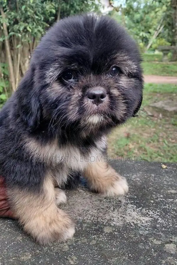 Shih Tzu Puppies