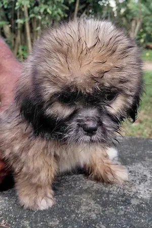 Shih Tzu Puppies
