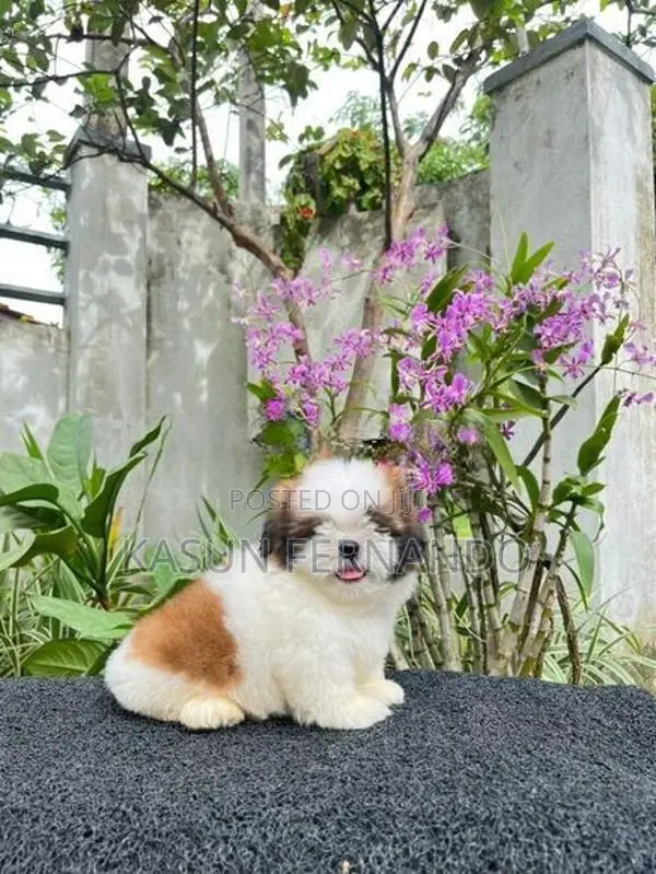 Shih Tzu
