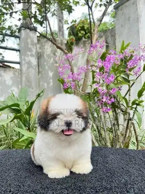 Shih Tzu