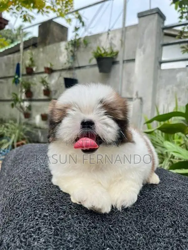 Shih Tzu