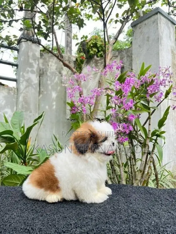 Shih Tzu