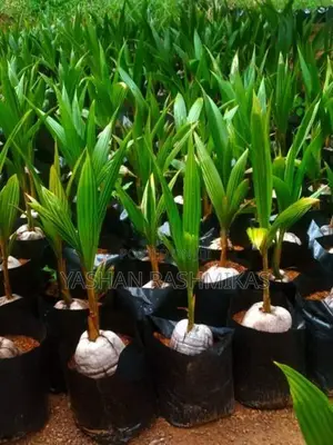 Coconut Plant