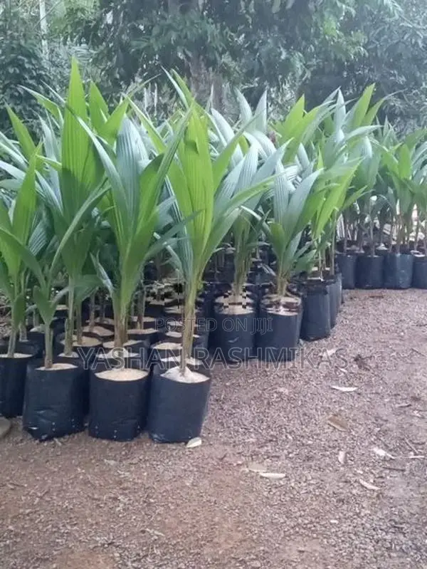 Coconut Plant